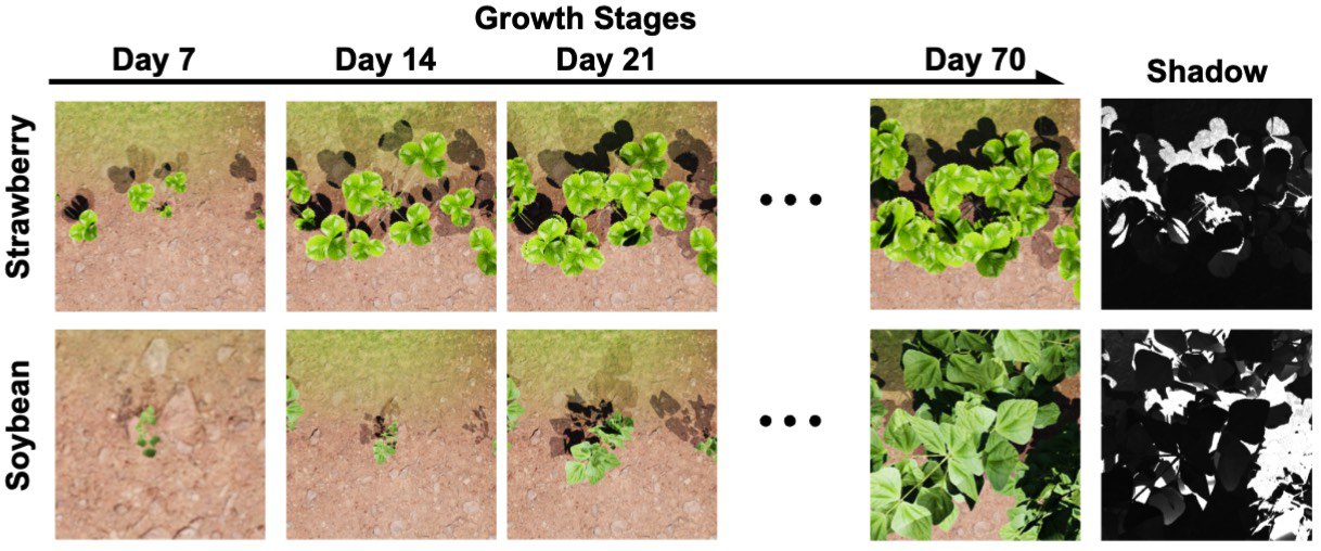 growth stages