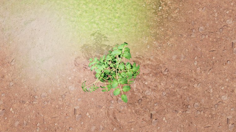 input plant (RGB)
