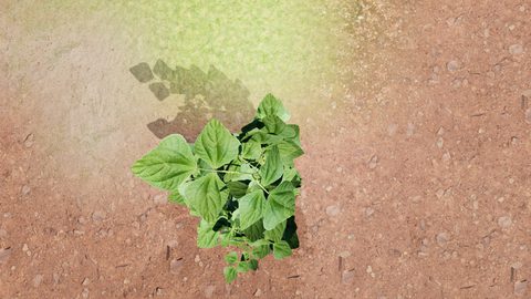 soybean