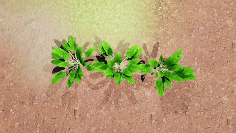 sugar beet